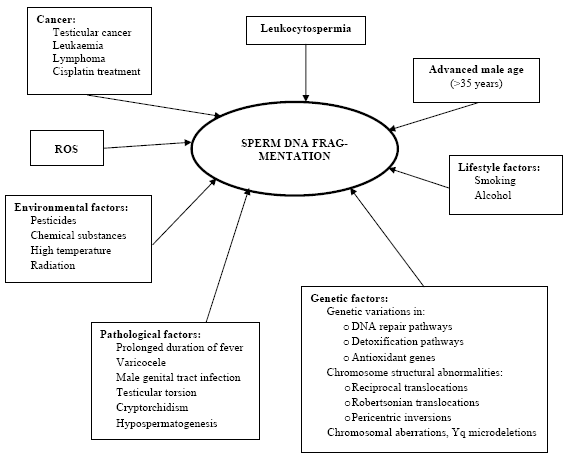 Best of Multiple dna in sperm sperm in Multiple dna