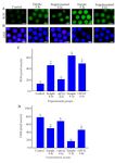 Figure 1. The effect of preincubation time and myo-inositol supplementation on the ROS and GSH levels in mouse MII oocytes. MII oocytes preincubated in each simple and supplemented medium for 0, 4 and 8 hr were dyed with (A) H2DCFDA and (B)&nbsp;Cell Tracker Blue to detect ROS and GSH levels, respectively. Scale bar indicates 100 &mu;m. (C) The fluorescent intensity of MII oocytes stained by H2DCFDA and (D) Cell Tracker Blue. Fluorescent intensities of each stained oocyte were quantified with Image J software (ANOVA, p&lt;0.001; Tukey&rsquo;s post hoc, p&lt;0.001)