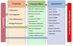 Figure 2. Summary of protective effects of L-carnitine on male reproductive system
