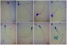 Figure 1. Spermatozoa stained with Diff-Quick (A-D) or Spermac (E-H). Representative photomicrographs showing normal spermatozoa (A and E), defect in the head (B and F), defect in the midpiece (C and G), and defect in the tail (D and H). Bar = 5 mm
