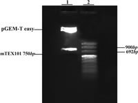 Figure 3. Double digestion of pGEM-T easy vector containing mTEX101 fragment with EcoRI and NotI restriction enzymes.  1: digested vector with mTEX101 750bp insert cut out of the vector, 2: DNA ladder VIII.