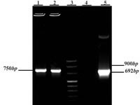 Figure 5. Colony PCR on transformed JM109 clones by pET-28a (+) vector containing mTEX101 fragment.  1 and 2 represent two selected colonies, 3: DNA ladder VIII, 4: negative control (no DNA), 5: positive control (pGEM-T Easy vector containing mTEX101 fragment).