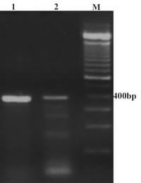 Figure 1. The result of RT-PCR amplification of the human and rat testis cDNA. Lane 1: rat RT-PCR product using rat specific primer pairs P1: 5'ATGATGAACCCT TCTTGGGG3' and P6: 5'CACCCTTTCGTAGGTCCTA GT 3', Lane 2: human RT-PCR product with hP1-hP6 primers, M: molecular weight marker.