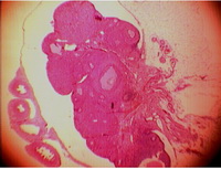 Figure 2. The ovary. In the ovarian tissue, the cysts were mainly disappeared by Chamomile administration.             