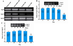 Figure 1. RT-PCR results show that Fgfr1 and Fgfr2 mRNAs are readily detectable in the whole testis as well as in purified interstitial, Sertoli and germ cells in adult mice. A: Semiquantitative RT-PCR analyses of the expression of Fgfr1 and Fgfr2 during postnatal testicular development. The levels of Fgfr1; B: and Fgfr2 C: remain constant from neonatal to pubertal period and significantly decrease in adult animals. 
n=3, *p<0.05 compared to day-1 to -30

