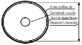 Figure 2. Scheme illustrating oocyte diameter measurement