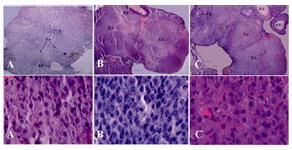 Figure 1. The photograph of ovarian sections (upper row) and granulosa cells in corpus luteum (lower row) of ovary in treated groups. A: Control; B: LDE; C: HDE. H&E staining, upper row scale bars=60 µm, and lower row scale bars=10 µm. CL: Corpus Luteum; SF: Secondary Follicle; PF: Pri-mary Follicle