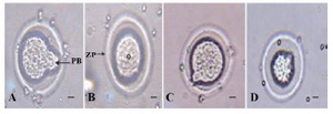 Figure 2. Image of oocytes in treated groups. A: Sham; B: Control; C: LDE; D: HDE. O: Oocyte; ZP: Zona Pellucida; PB: Polar Body. Scale bars= 10 µm  