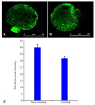 Figure 2. Distribution of mitochondria in non-vitrified (A) and vitrified (B) MII oocytes that were stained by Mito-tracker green. The mitochondria are shown as green clusters within the ooplasm. The fluorescence intensity of MII oocytes in two groups of study (C).
* Significant differences with non-vitrified group (p&lt;0.05)
