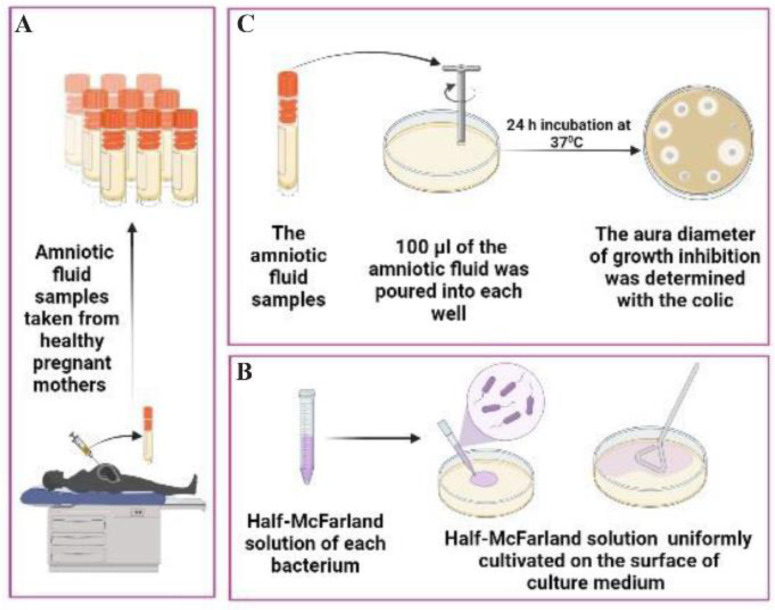Figure 1. A summary of the test method is shown in this figure: part A depicts the collection of amniotic fluid during a cesarean delivery, part B depicts the preparation of the McFarland solution of each bacterial strain under study, as well as the