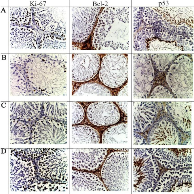 Figure 2. Seminiferous tubules at week 12 of the experiment. Immunohistochemical reactions with antibodies of Ki-67, Bcl-2, p53; core staining with hematoxylin, magnification ×400. A–control; B–after electron irradiation at a dose of 2 Gy (2IR); C–af