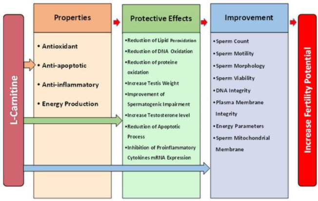 Figure 2. Summary of protective effects of L-carnitine on male reproductive system