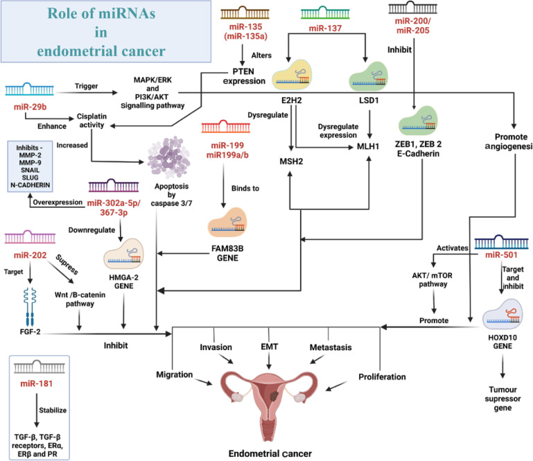Figure 4. The figure illustrates a concise image of a complex microRNA network and its role in the progression and amelioration of EC with a detailed representation of signalling pathways, proteins, and genes involved