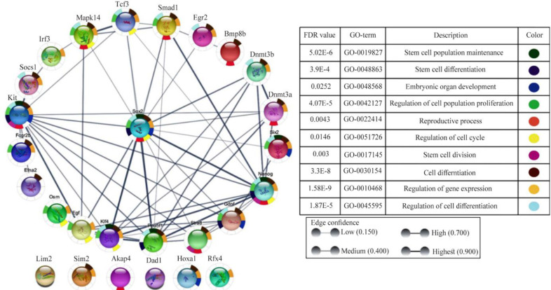 Figure 2. Networks of protein-protein interactions (PPIs) of Sox2 were constructed using the Cytoscape app. This app performed a simultaneous analysis of multiple protein networks with Sox2. This network shows the roles of proteins that interact with