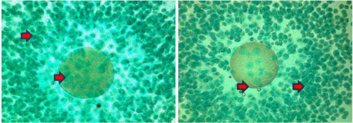 Figure 2. Comparison of cyclin B expression images in the oocyte. (Left) control group (T0); (Right) treatment group (T1). The red arrow indicates the presence of cyclin B expression in oocytes characterized by brown chromogen in the cytoplasm and ce
