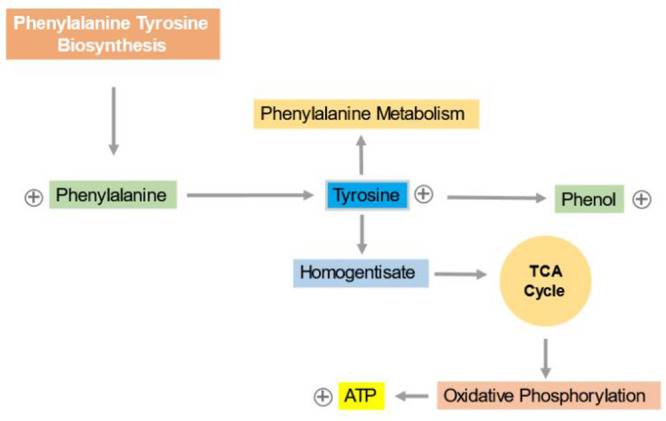 Figure 3 Phenylalanine and tyrosine biosynthesis pathway; the increase of phenylalanine and tyrosine and also the phenol pathway. ⊕ Indicates the up-regulation of metabolites