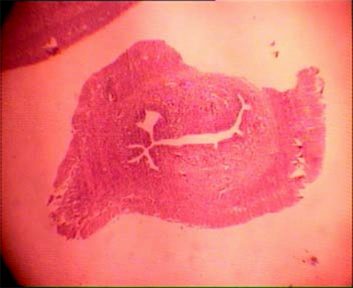 Figure 3 In uterus, better endometrial tissue arrangements were also observed upon Chamomile administration