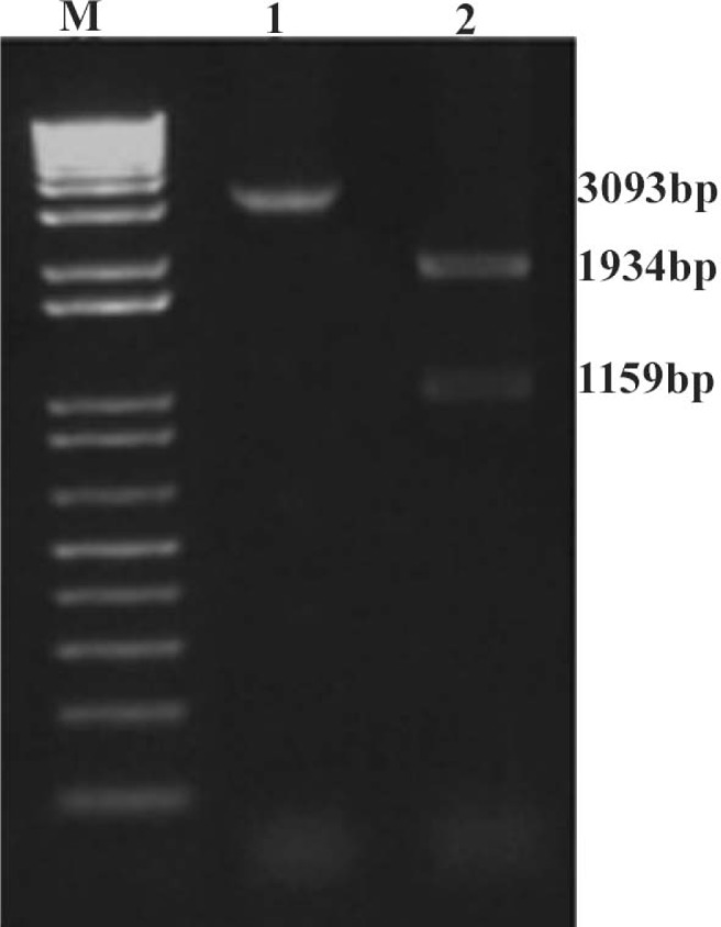 Figure 1 The result of RT-PCR amplification of the human and rat testis cDNA. Lane 1: rat RT-PCR product using rat specific primer pairs P1: 5'ATGATGAACCCT TCTTGGGG3' and P6: 5'CACCCTTTCGTAGGTCCTA GT 3', Lane 2: human RT-PCR product with hP1-hP6 prim
