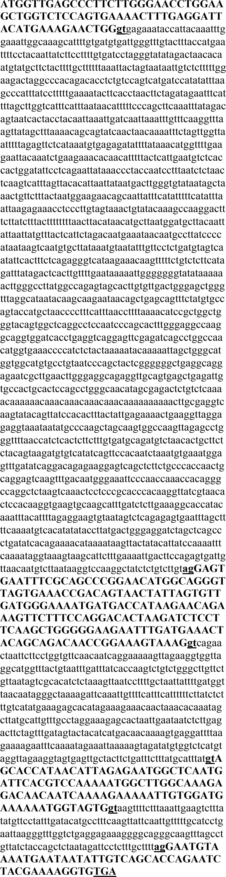 Figure 5 The sequence analysis of the human PERF15gene. Exons are indicated by bold capital letters. The translation start codon, ATG and the termination codon, TGA are underlined. The nucleotides of exon-intron boundaries are indicated by small bold