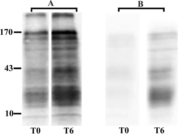 Figure 1 Western blotting of sperm tyrosine phosphorylated proteins extracted immediately after washing (T0) and after 6 h (T6) of incubation under capacitating conditions. A: Normospermia; B: Teratospermia.