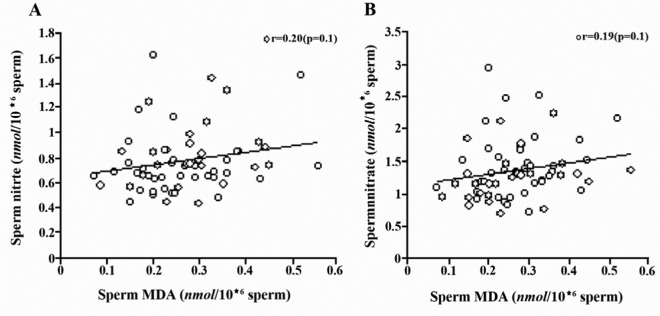 Figure 3 The relationship between sperm MDA and sperm nitrite, A) and nitrate concentrations, B) in male smokers