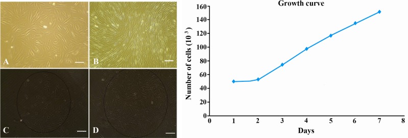 Figure 1 Morphology of Cultured EnSCs; A: Morphology of freshly isolated EnS cells; B: Fibroblast-like morphology of EnSCs after 2 weeks cell culture; C: Clonal population of EnSCs after plating in 24 well plate 1 week after cloning; D: The same popu