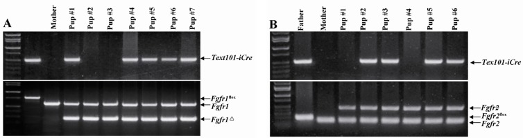 Figure 4 Deletion of the floxed Fgfr1; A) and Fgfr2; B) alleles by Tex101-iCre in male germline. Representative PCR genotyping results of a litter of pups from breeding of a Tex101-iCre;Fgfr1
flox/flox (A) or Tex101-iCre;Fgfr2flox/flox (B) male with