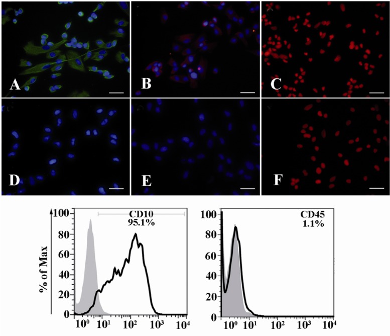 Figure 1 Characterization of ESCs. ESCs were purified from endometrial samples and their characteristics were determined as vimentin+; A: Nestin+; b: and cytokeratin-; C: by immunofluorescent staining (upper panel) and CD10+ and CD45- by flow cytomet