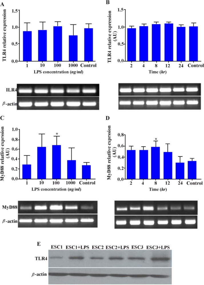 Figure 3 Effect of LPS on TLR4 and MyD88 expression in ESCs. ESCs were stimulated with different concentrations of LPS for 8 hr or with 100 ng/ml at different time intervals (2-24 hr) and the expression of TLR4; A, B: and MyD88 transcripts; C, D: was