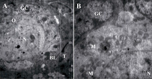 Figure 4. Photomicrograph of early primary follicle (intermediary follicle) in the DCV7 group showing the oocyte (O) encircled by one layer of both flattened and cuboidal granulosa cells (GC). Note the slightly centric nucleus (N), a homogeneous basa