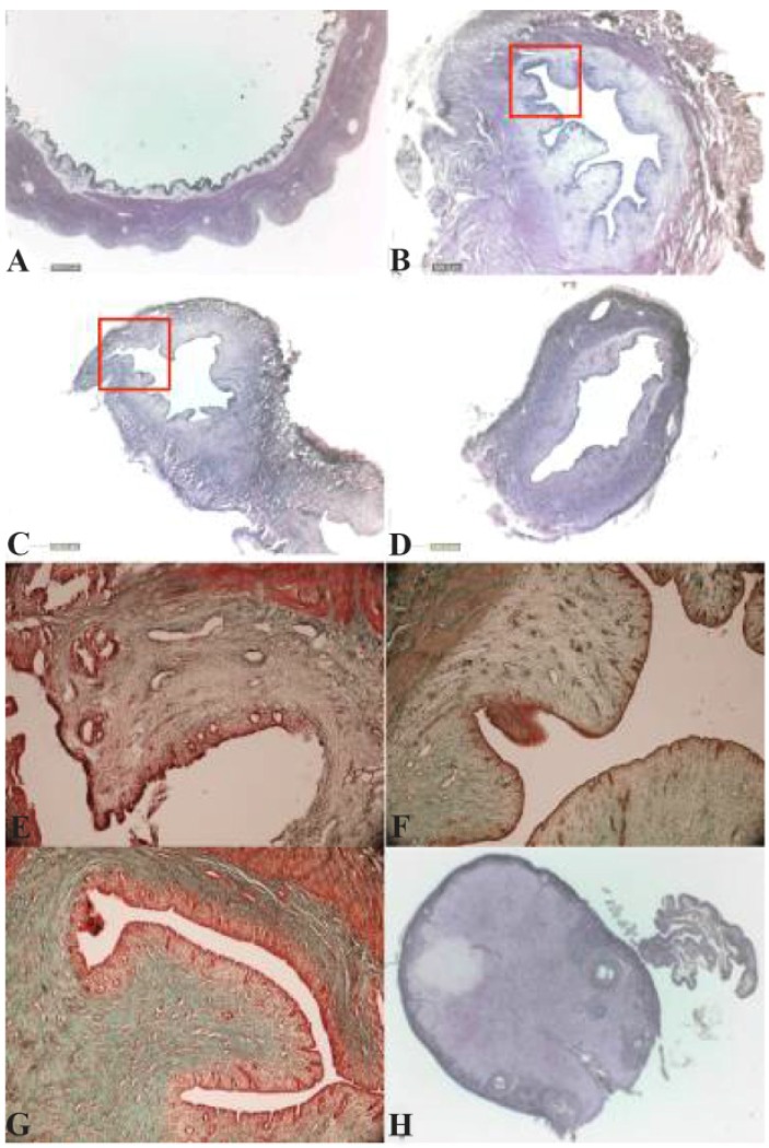 Figure 3. A: Complete lumen obstruction of curettage site of uterus induced hydrometra in two uteri (hematoxylin and eosin). B: Intact and C: Ovariectomized groups' endometrial damage in the site of curettage (hematoxylin and eosin). D: Control ovari