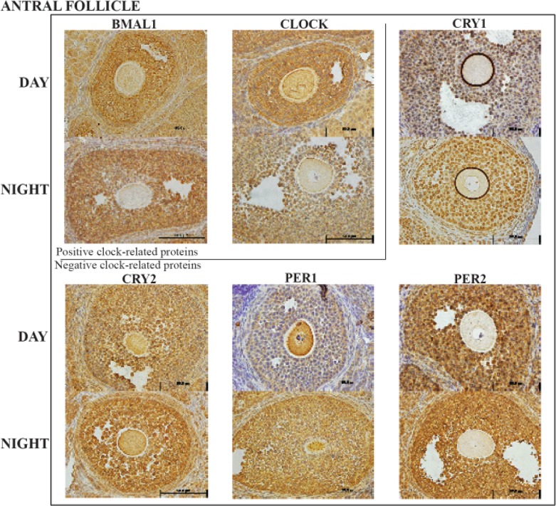 Figure 4. Representative antral follicle histology sections with the six clock proteins expression indicated by brown staining. Box encloses the BAML1 and CLOCK (positive arm) proteins
