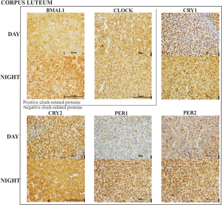 Figure 5. Representative corpus luteum histology sections with the six clock proteins expression indicated by brown staining. Box encloses the BAML1 and CLOCK (positive arm) proteins
