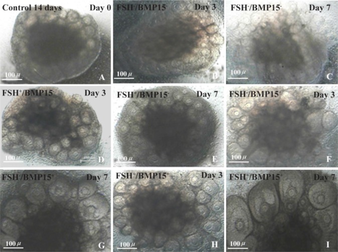 Figure 2. Photomicrographs of mouse ovaries viewed under the invert microscope in A: 14 day mouse ovary on the beginning of culture; B, C: cultured ovaries without FSH and BMP15 (FSH−/BMP15−), D, E: cultured with FSH and without BMP15 (FSH+/BMP15−), 