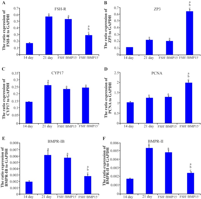 Figure 4. The expression ratio of FSHR, ZP3, CYP17, PCNA, BMPR-IB and BMPR-II to GAPDH in cultured mouse ovaries in the presence and absence of BMP15 and non-cultured groups, respectively; A–F: (a) significant difference with 14 day mouse ovary (p<