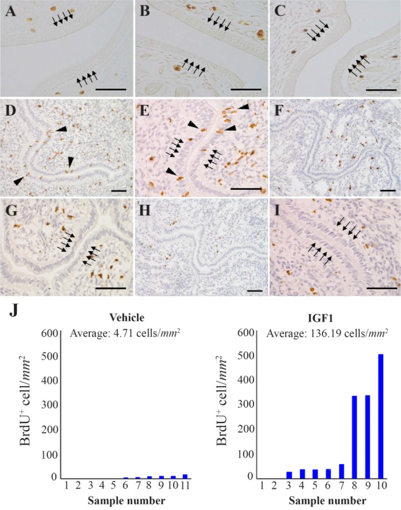 Figure 5. Cell proliferation in the luminal epithelium (LE) followed by treatment with recombinant protein to delayed implantation (DI) mice. The uteri of DI mice intraperitoneally injected with fibroblast growth factor 2 (FGF2, A), FGF9 (B), vehicle