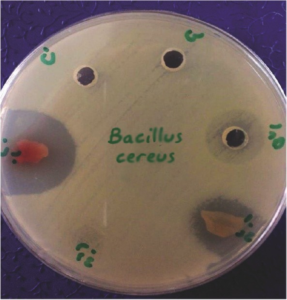 Figure 2. Formation of inhibitory zone of Bacillus cereus (ATCC11778) around amniotic tissue