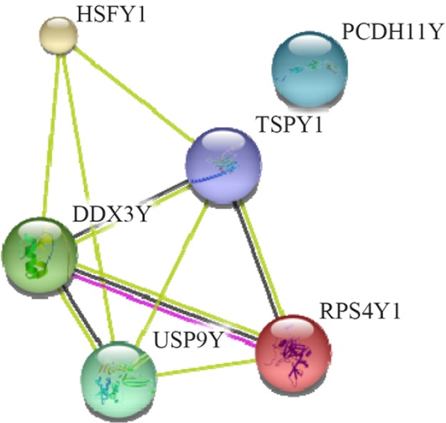 Figure 2. Interactions among the six human Y chromosome-encoded proteins in the human spermatozoa cell. A medium confidence view (score 0.4) of the interaction among human Y chromosome-encoded proteins was prepared using the STRING database program.