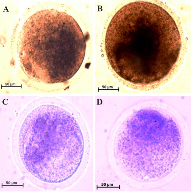 Figure 1. Representative photomicrographs of cytochrome C oxidase (A and B) and succinate dehydrogenase (C and D) reaction in MII oocytes collected from two groups of study. The cytochrome C oxidase activity is shown as brown color in non-vitrified (