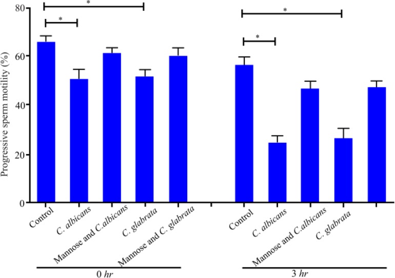 Figure 4. Mannose receptor mediates sperm cell interaction with Candida spp. Effect of C. albicans and C. glabrata on progressive motility after sperm pre-incubation with mannose for 0 or 3 hr. Data are presented as median and a range of three indepe