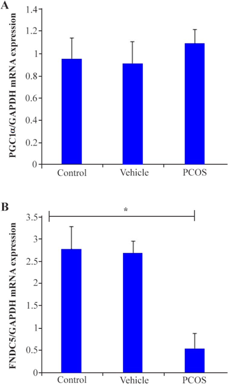 Figure 4. No significant difference in expression of PGC1α was observed between groups, (A) whereas, significant down regulation in FNDC5 transcripts was observed in granulosa cells of PCOS mice compared with the control (B). Star indicates significa