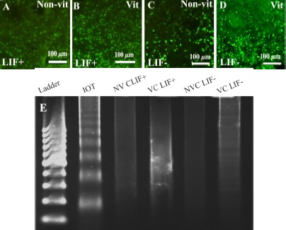 Figure 3. TUNEL assay in the non-vitrified–LIF+ group (A), vitrified–LIF+ (B) non-vitrified–LIF− (C) and vitrified–LIF−(D) groups is shown. Total DNA gel electrophoresis in cultured human ovarian tissue (E). The DNA laddering pattern was present in t