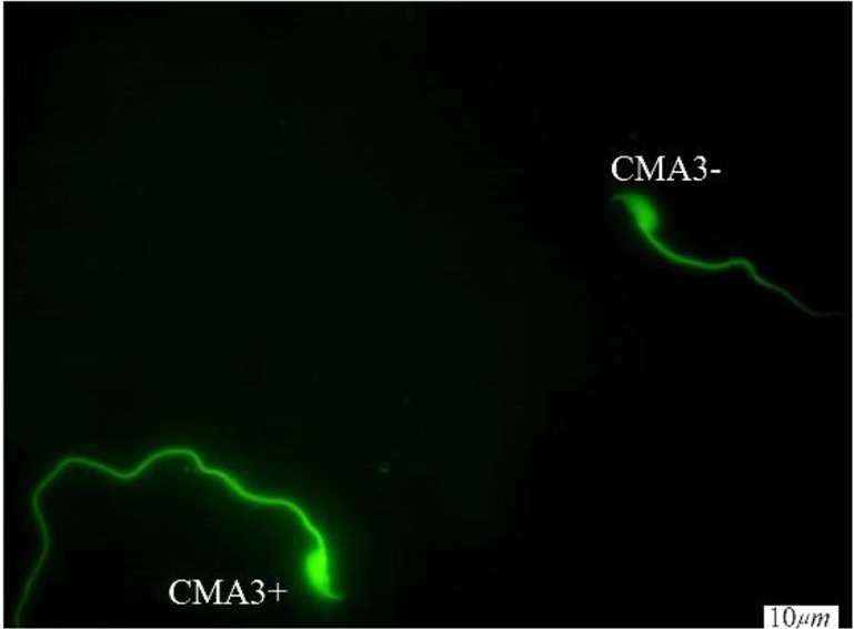 Figure 2. CMA3 staining of spermatozoa; CMA3+ indicates sperm cells with abnormal chromatin and CMA3− indicates sperm cells with normal chromatin (×100 eyepiece magnification)