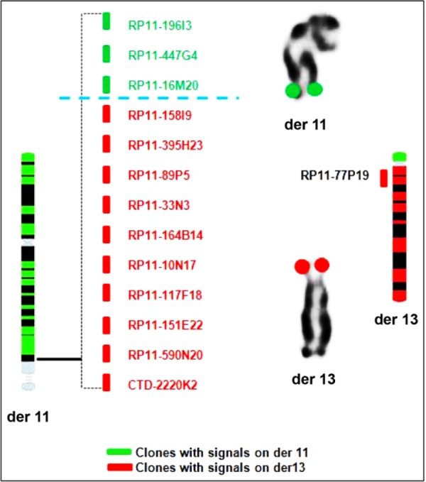 Figure 3. Physical map of the breakpoint regions of 11q23.2 and 13p region