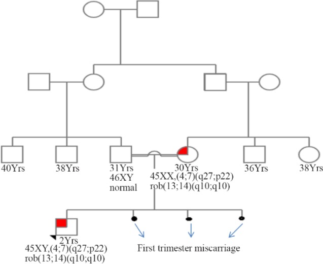 Figure 1. The family pedigree
