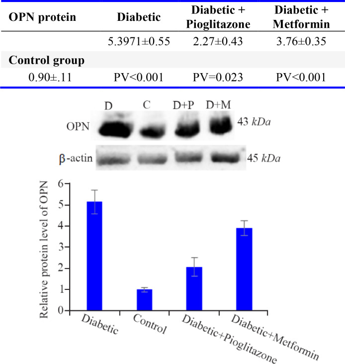 Figure 1. Comparison of OPN protein levels in the rat endometrium at the time of embryo implantation. All values were presented as mean±SEM. Error bars represent standard error of mean. p<0.05 was considered statistically significant. Data analysi