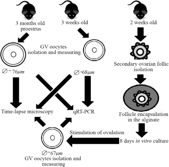 Figure 1. Scheme representing principle steps of work