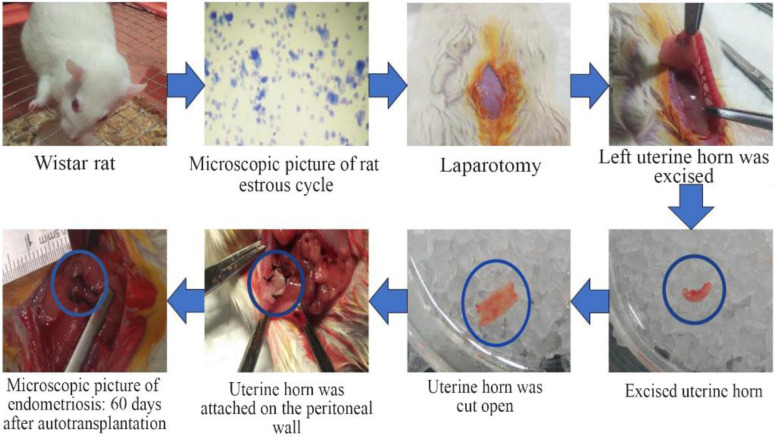 Figure 1. Surgically-induced endometriosis (Autotransplantation). The autotransplantation was performed in rats during their estrous cycle, proven by a vaginal pap smear. Rats were anesthetized with ketamine at dose 73 mg/Kg BW and xylazine at dose 8