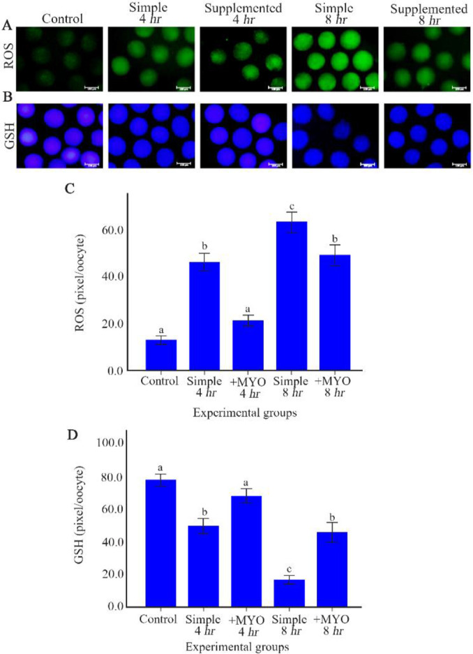 Figure 1 The effect of preincubation time and myo-inositol supplementation on the ROS and GSH levels in mouse MII oocytes. MII oocytes preincubated in each simple and supplemented medium for 0, 4 and 8 hr were dyed with (A) H2DCFDA and (B) Cell Track