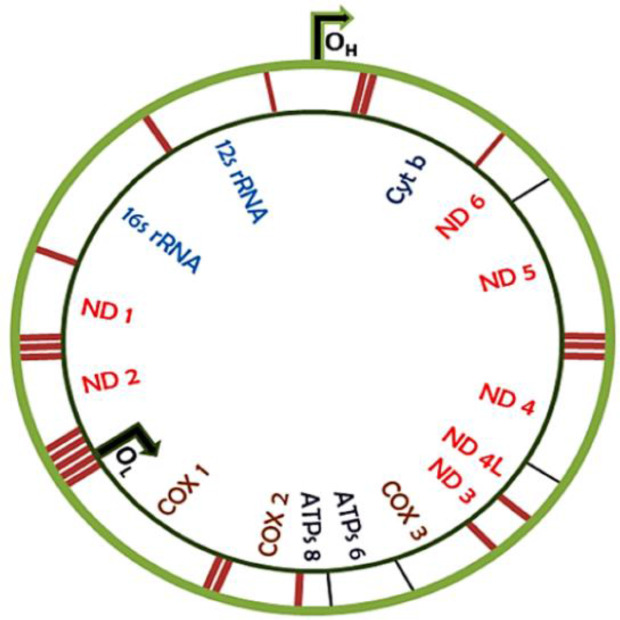 Figure 1. The human mitochondrial DNA (mtDNA). The genome consists of 37 genes coding for 13 polypeptides, 22 tRNAs, and 2 rRNAs (16S and 12S). The starting points of replication on the heavy strand (OH) and the light strand (OL) are indicated